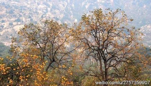 大洼天气预报10天查询，末来十天天气