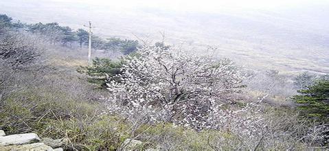 高邑天气预报30天查询,高邑县一个月天气