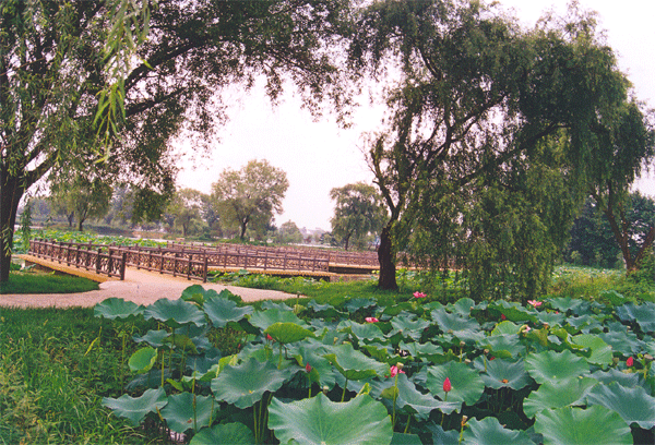 扬州茱萸湾天气