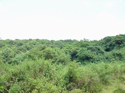 廉江谢鞋山野生荔枝林