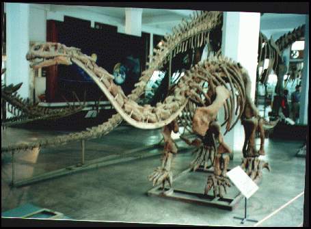 成都理工大学恐龙数字博物馆